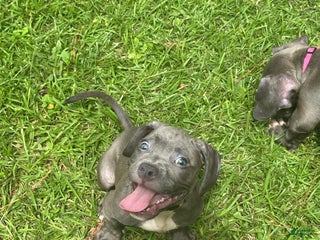 American Bully dogs - Ad 11