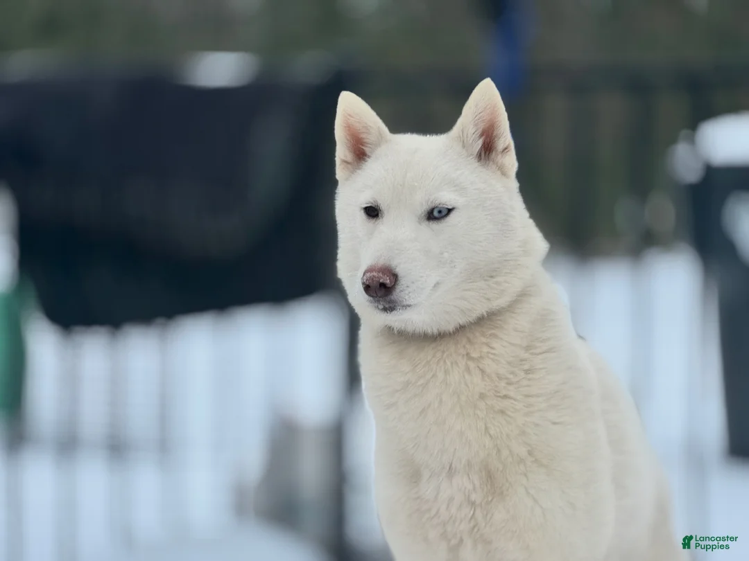 Siberian Husky dogs for sale: Egypt - Ad 2