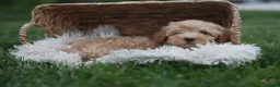 Havapoo dogs for sale: Eugene 💛🐾 - Ad 7