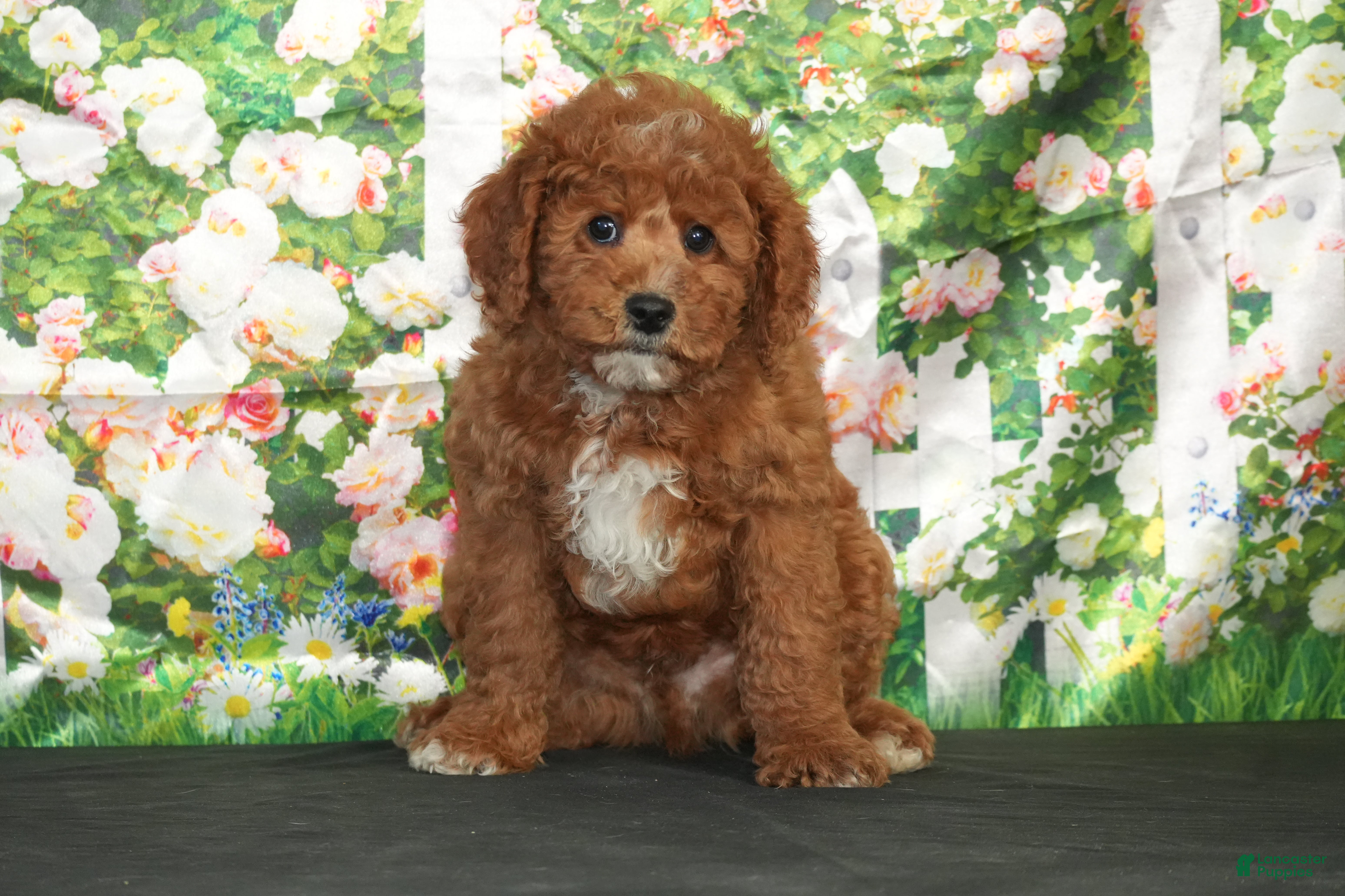 Cavapoo dogs Atlas - Ad 37