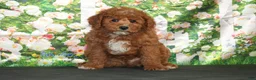 Cavapoo dogs for sale: Atlas - Ad 1