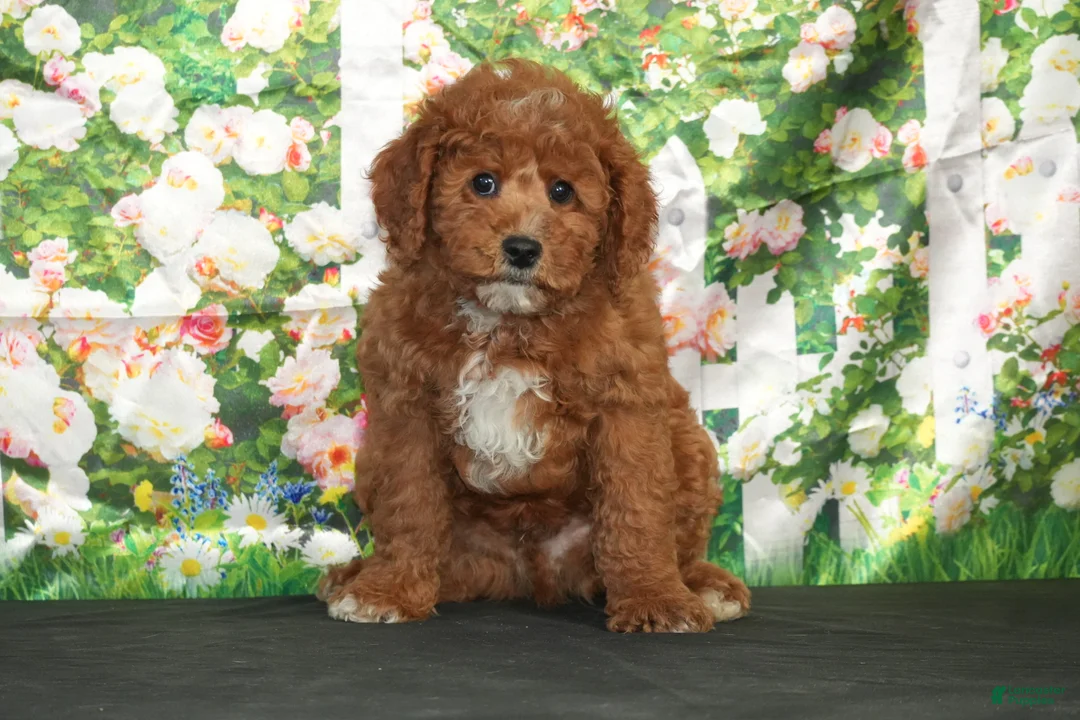 Cavapoo dogs for sale: Atlas - Ad 1