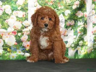 Cavapoo dogs Atlas - Ad 37