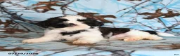 Shih Tzu dogs for sale: Katie Cow - Ad 5