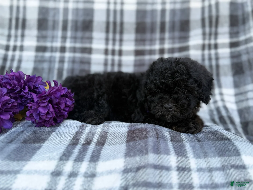 Shihpoo dogs for sale: Kodak - Ad 5