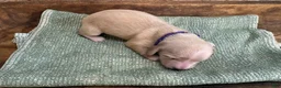 Miniature Dachshund dogs for sale: Ginger- Green - Ad 4