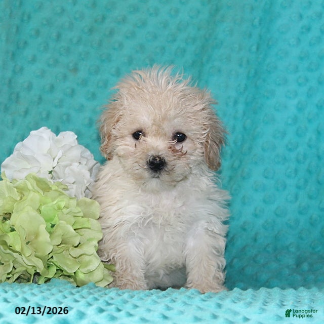 Bichpoo dogs Tessa - Ad 12