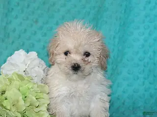 Bichpoo dogs Tessa - Ad 12