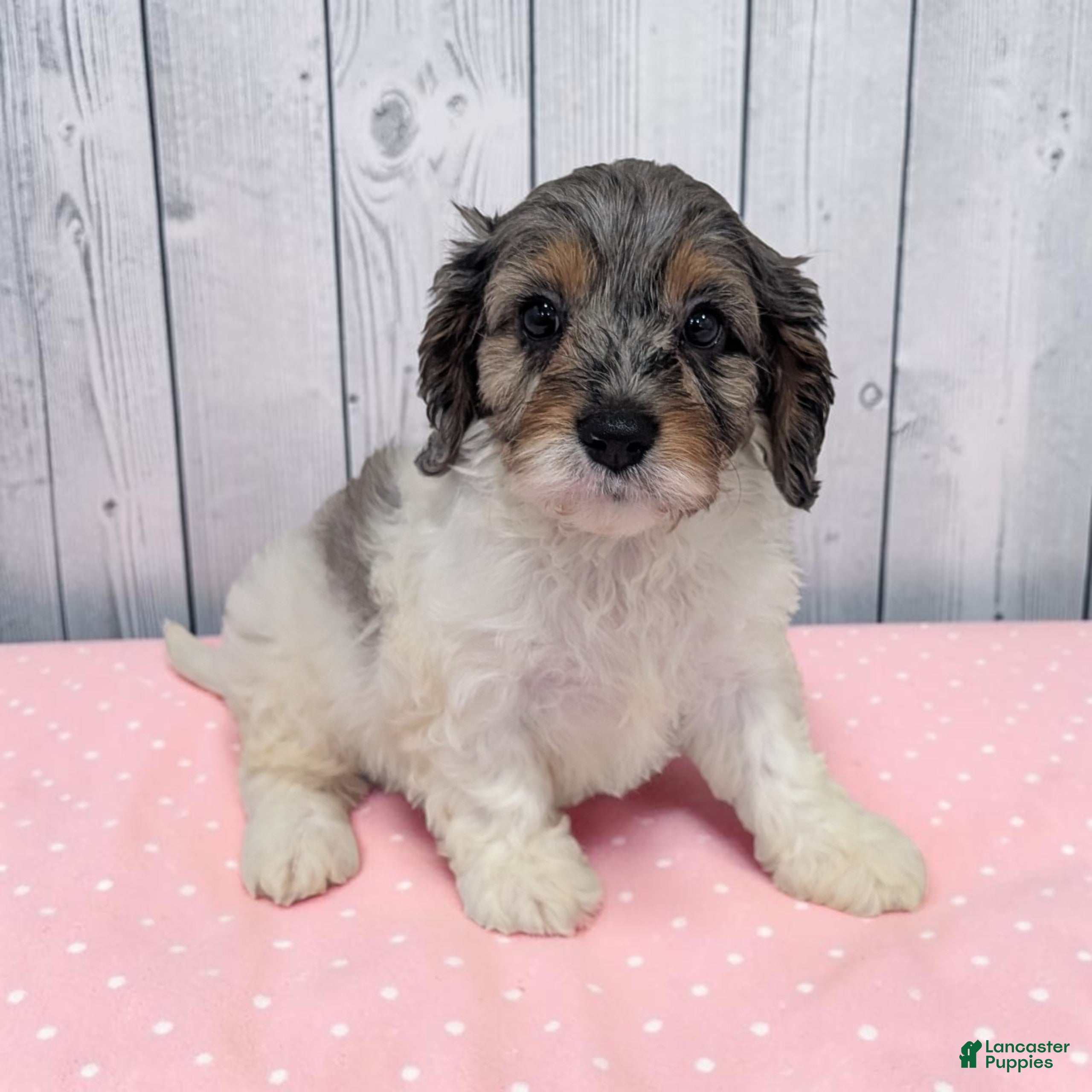 Cavapoo dogs Callie - Ad 2