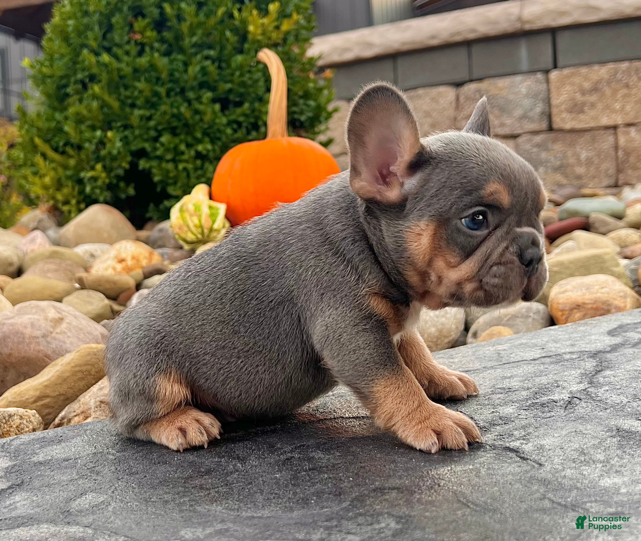 French Bulldog dogs Tubby - Ad 2