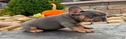French Bulldog dogs for sale: Tubby - Ad 2