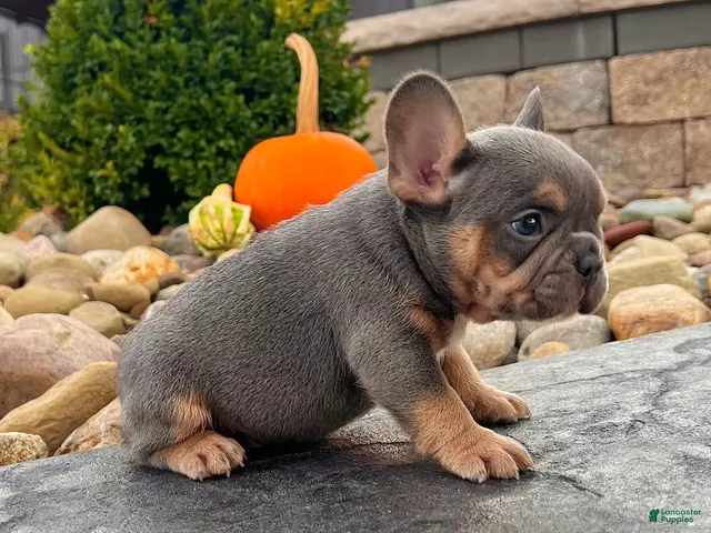 French Bulldog dogs for sale: Tubby - Ad 2