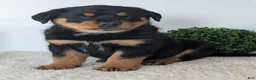 Mixed Breed dogs for sale: Tank - Ad 8