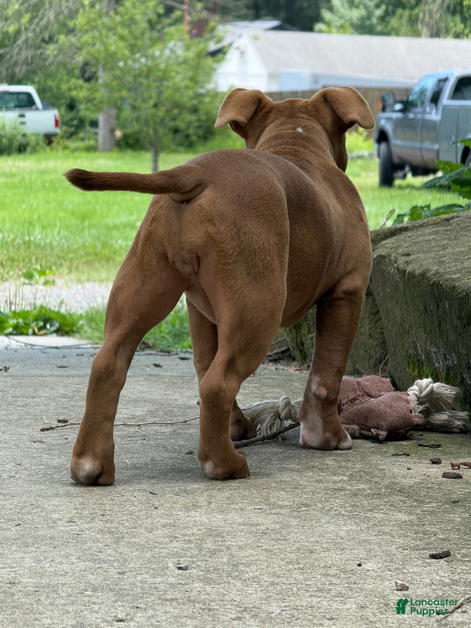 American Bully dogs Chocolate Rocket  - Ad 2
