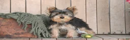 Yorkshire Terrier dogs for sale: Junior - Ad 5