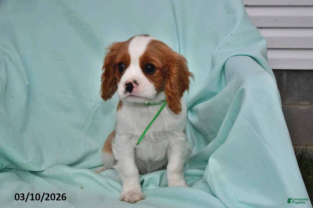 Cavalier King Charles Spaniel dogs for sale: Charlie - Ad 2