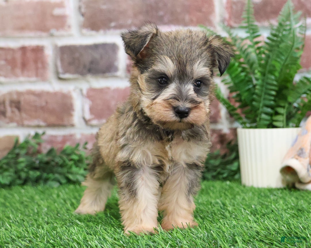 Miniature Schnauzer dogs for sale: Thor - Ad 4