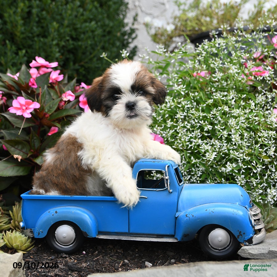 Shih Tzu dogs Teddy - Ad 2