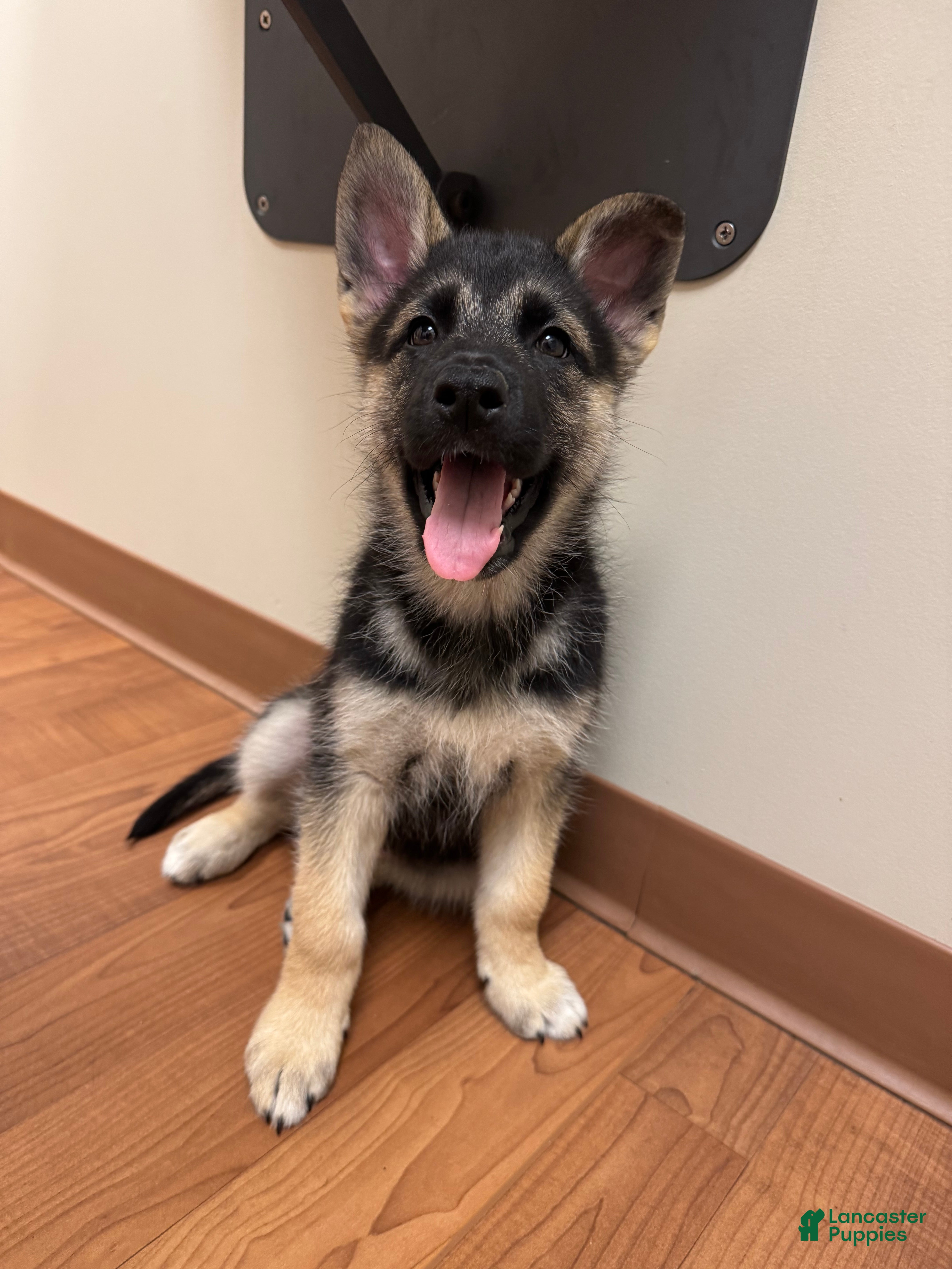 Gerberian Shepsky dogs (Light pink collar) Gerberian Shepsky Puppy 4 - Ad 21