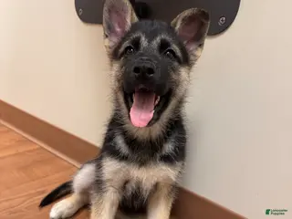 Gerberian Shepsky dogs (Light pink collar) Gerberian Shepsky Puppy 4 - Ad 21