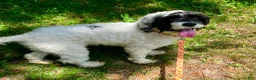 Cockapoo dogs for sale: Cockapoo 1 - Ad 5