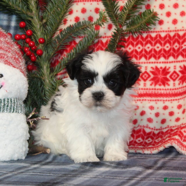 Teddy Bear dogs Harold - Ad 2