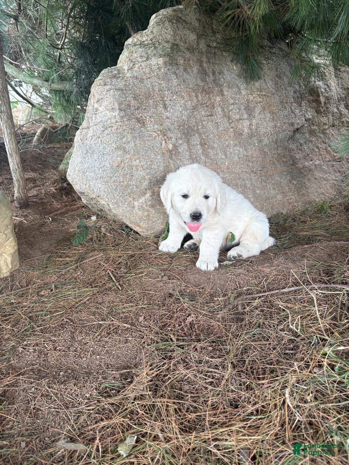 Golden Retriever dogs Oscar - Ad 1