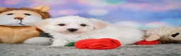 Maltipoo dogs for sale: milo - Ad 6