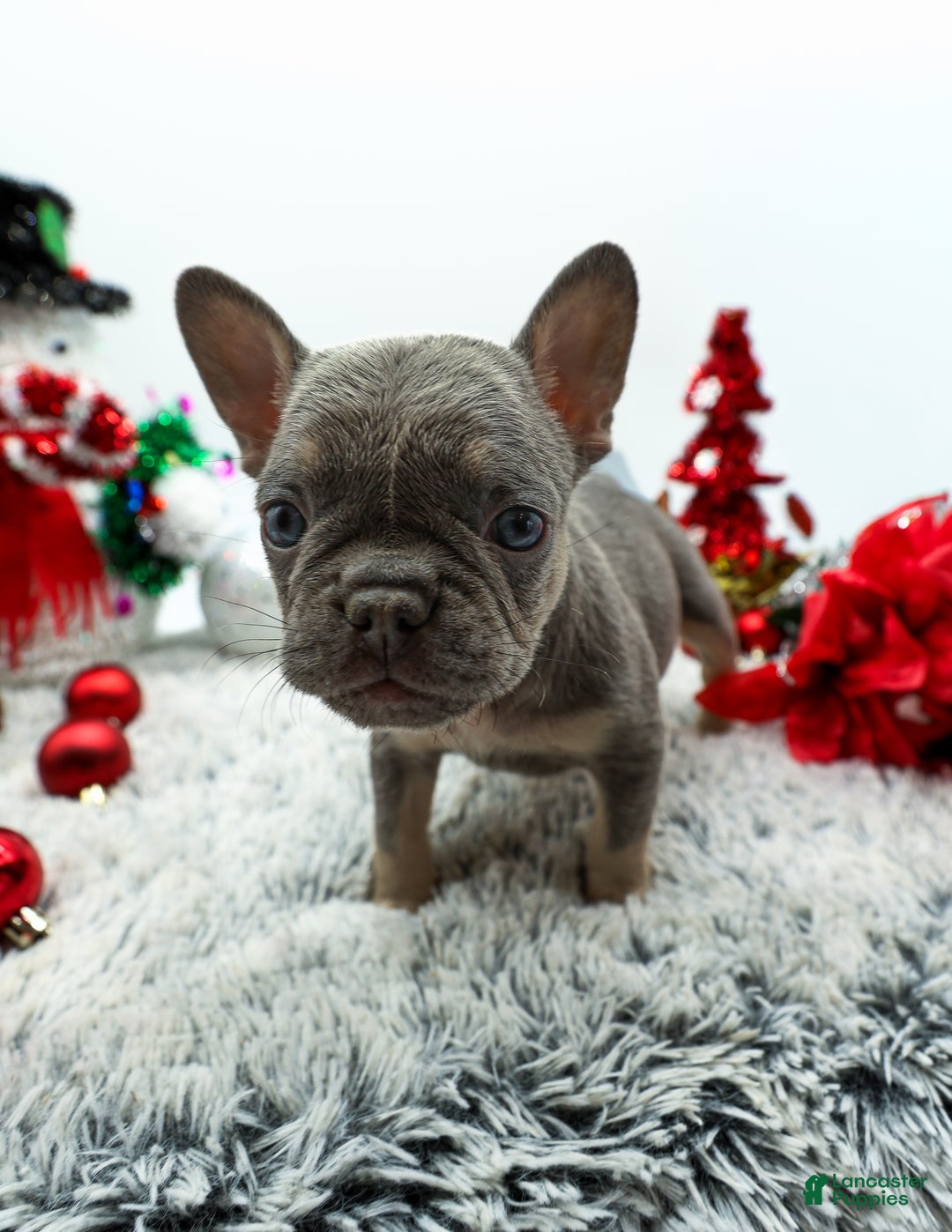 French Bulldog dogs for sale: Levi - Ad 2