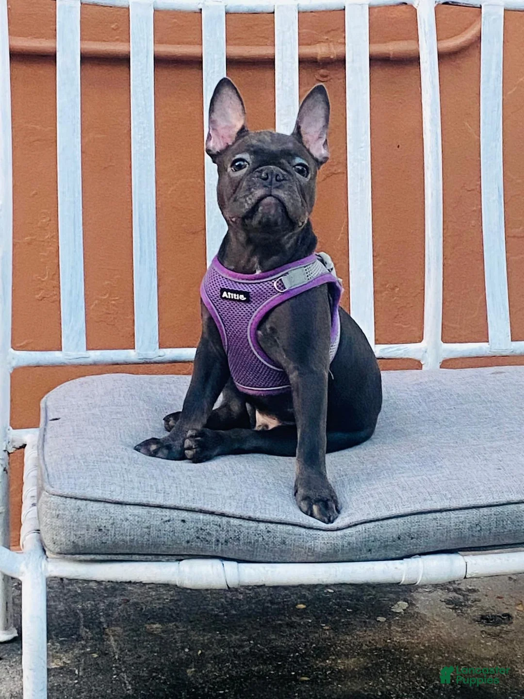 French Bulldog dogs for sale: French Bulldog Coco - Ad 1