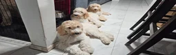Goldendoodle dogs for sale: Princess - Ad 2