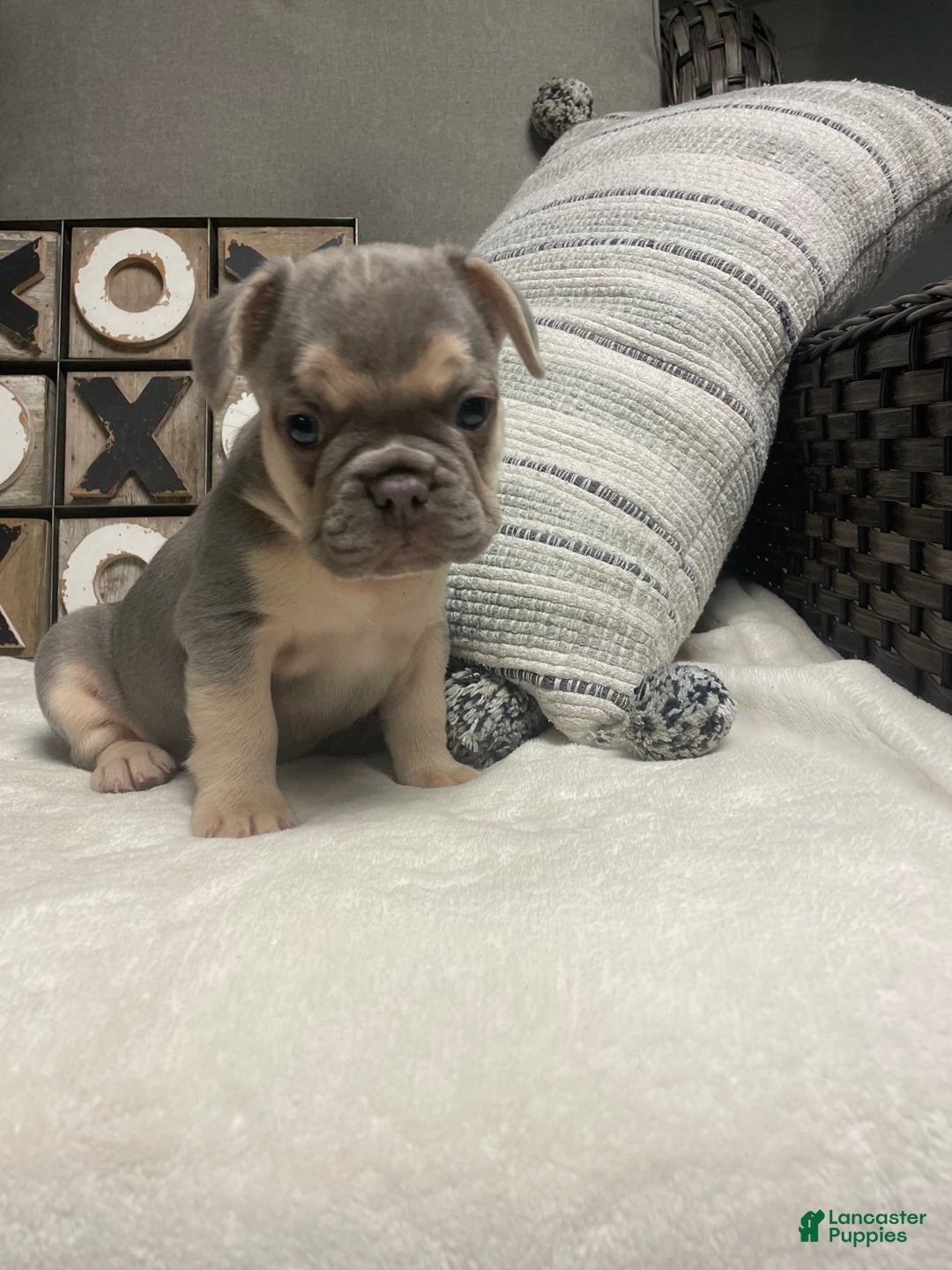 French Bulldog dogs for sale: French Bulldog Puppy 3 - Ad 3