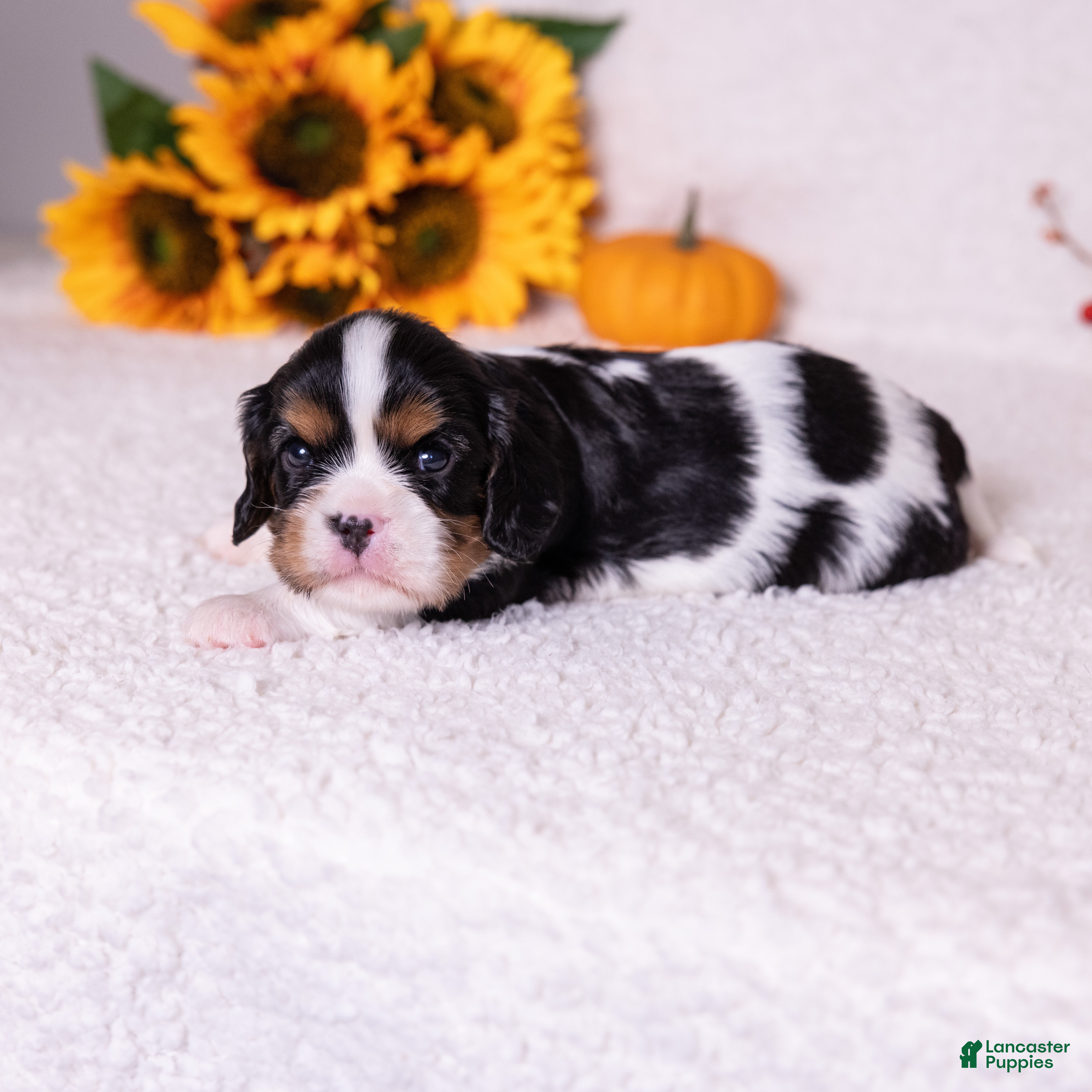 Cavalier King Charles Spaniel dogs Grant - Ad 1