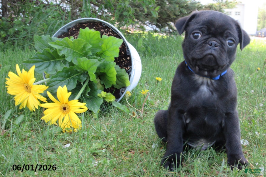 Pug dogs Trixie - Ad 2