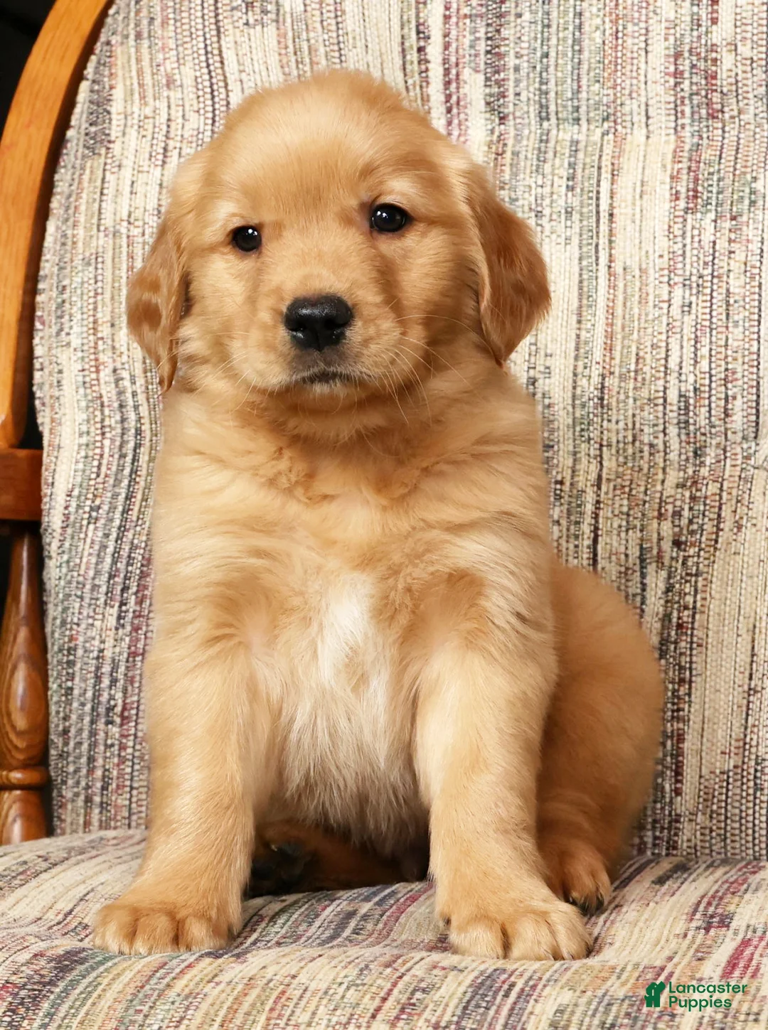 Golden Retriever dogs for sale: Teddy - Ad 1