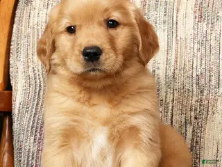 Golden Retriever dogs for sale: Teddy - Ad 2