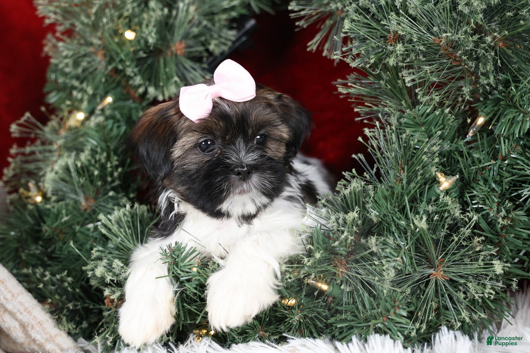 Shih Tzu dogs for sale: Penny - Ad 16