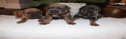 Cane Corso dogs for sale: Hank - Ad 7
