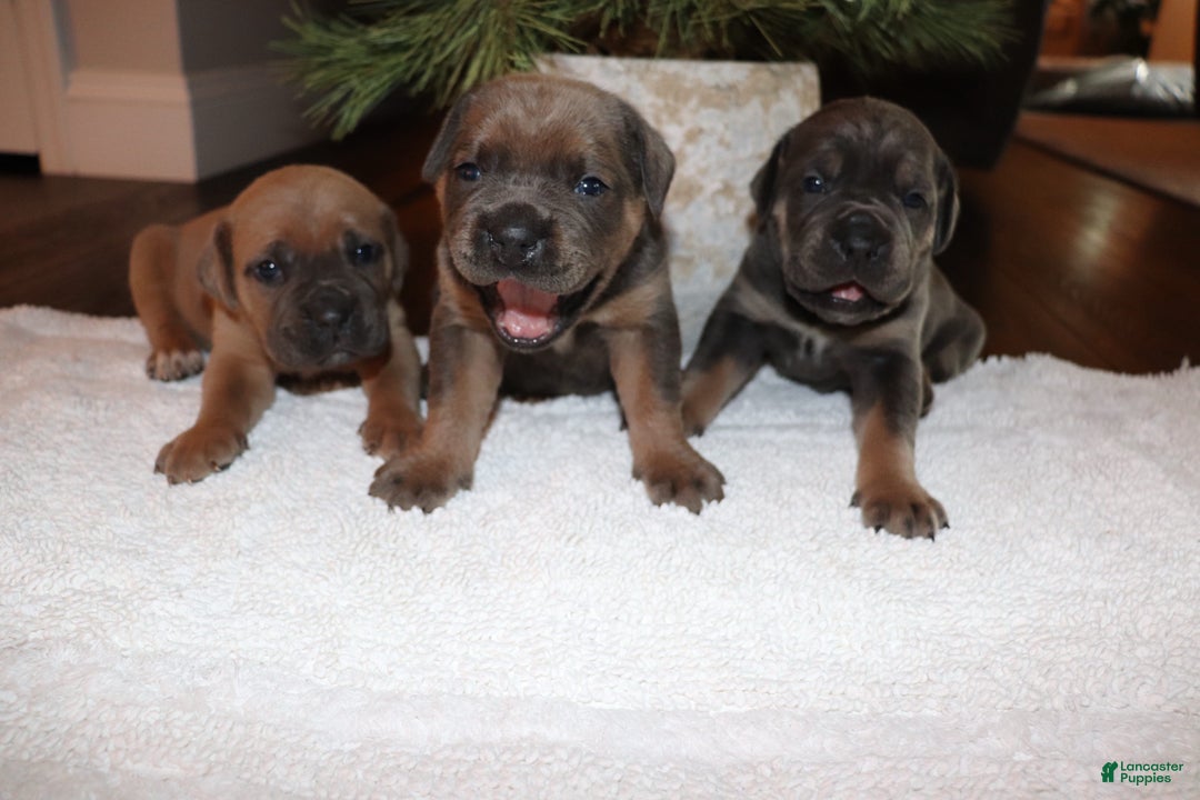 Cane Corso dogs for sale: Hank - Ad 7