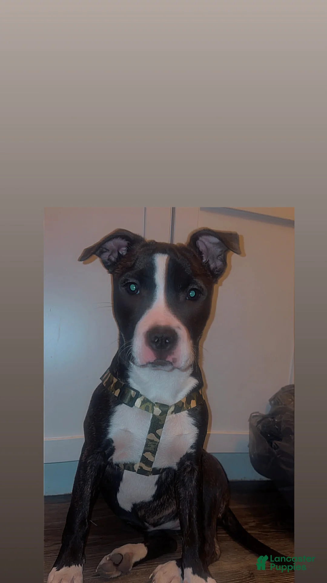 American Pit Bull Terrier dogs for sale: Mobe - Ad 2