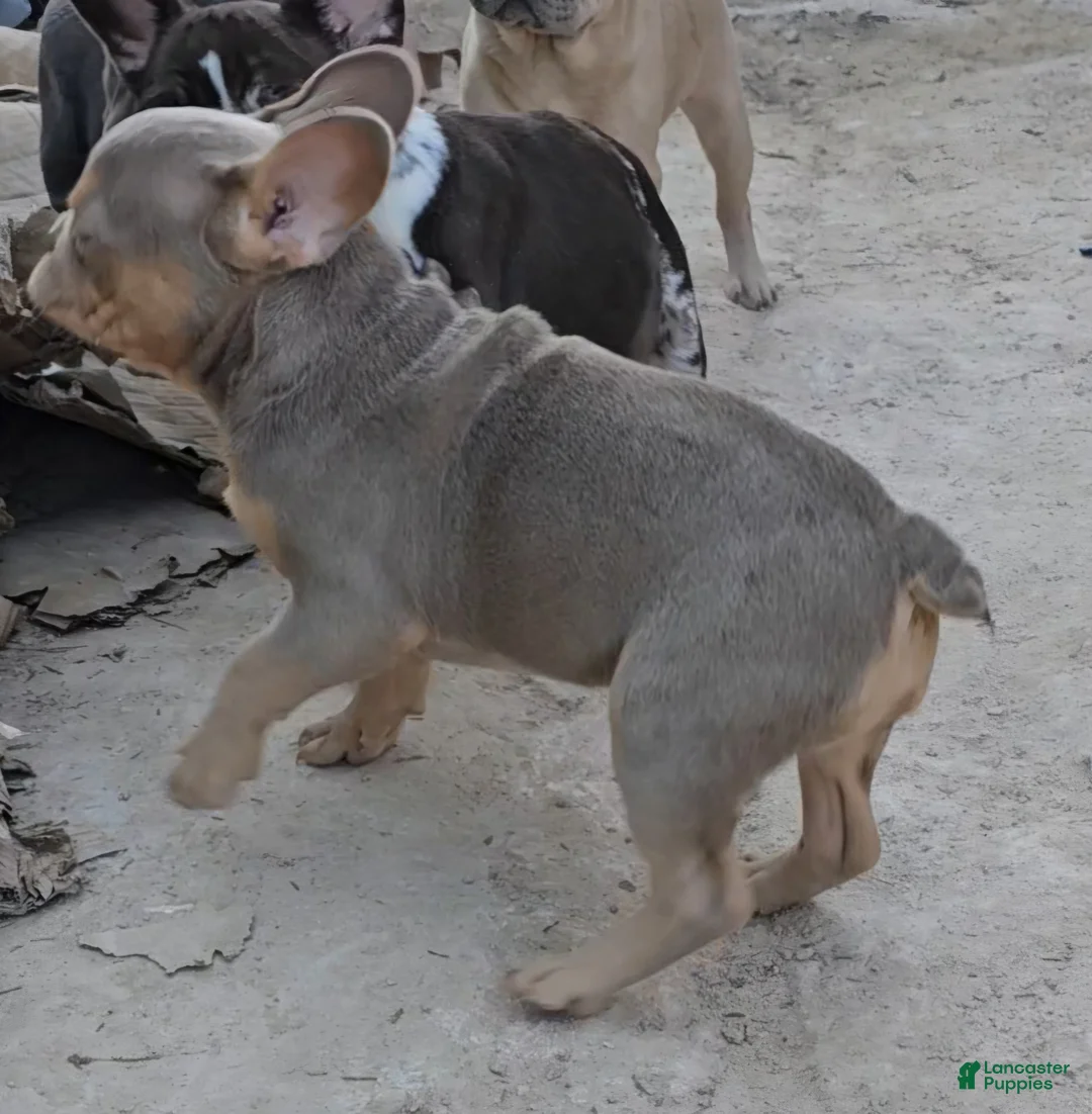 French Bulldog dogs for sale: French Bulldog Puppy 1 - Ad 3