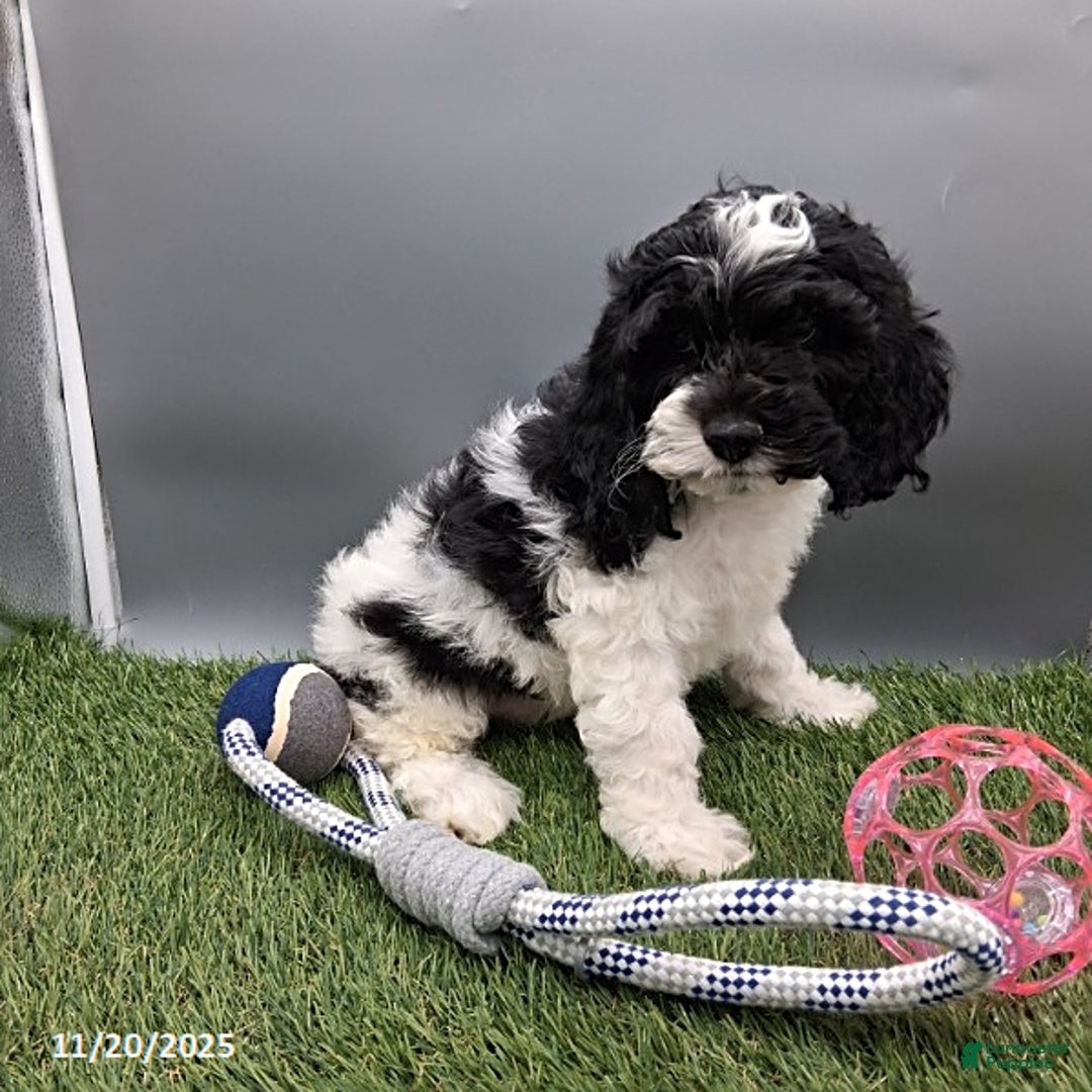 Cockapoo dogs for sale: Thunder - Ad 2