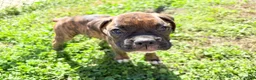 Boxer dogs for sale: Pink - Ad 6