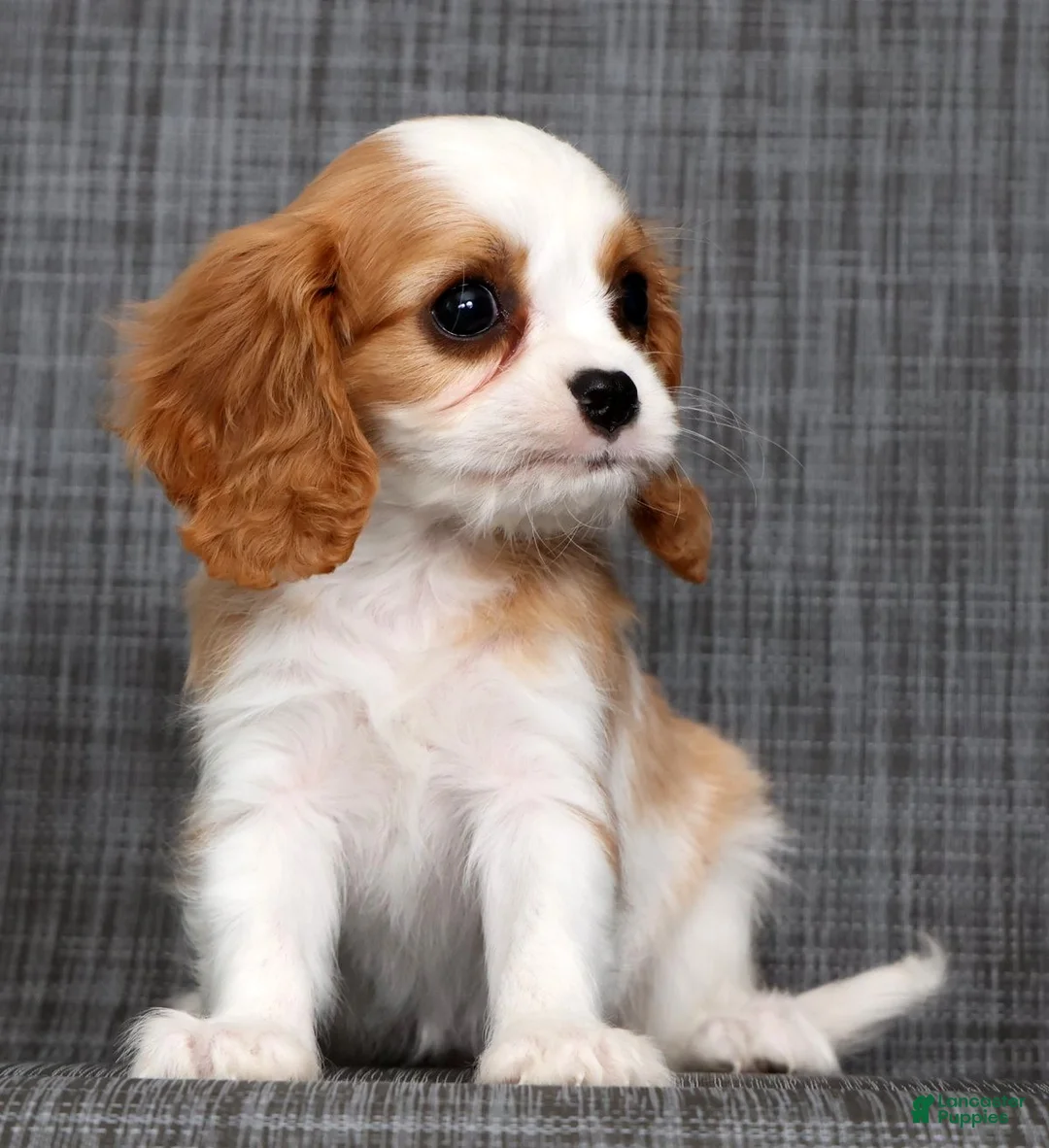 Cavalier King Charles Spaniel dogs for sale: Nora - Ad 1