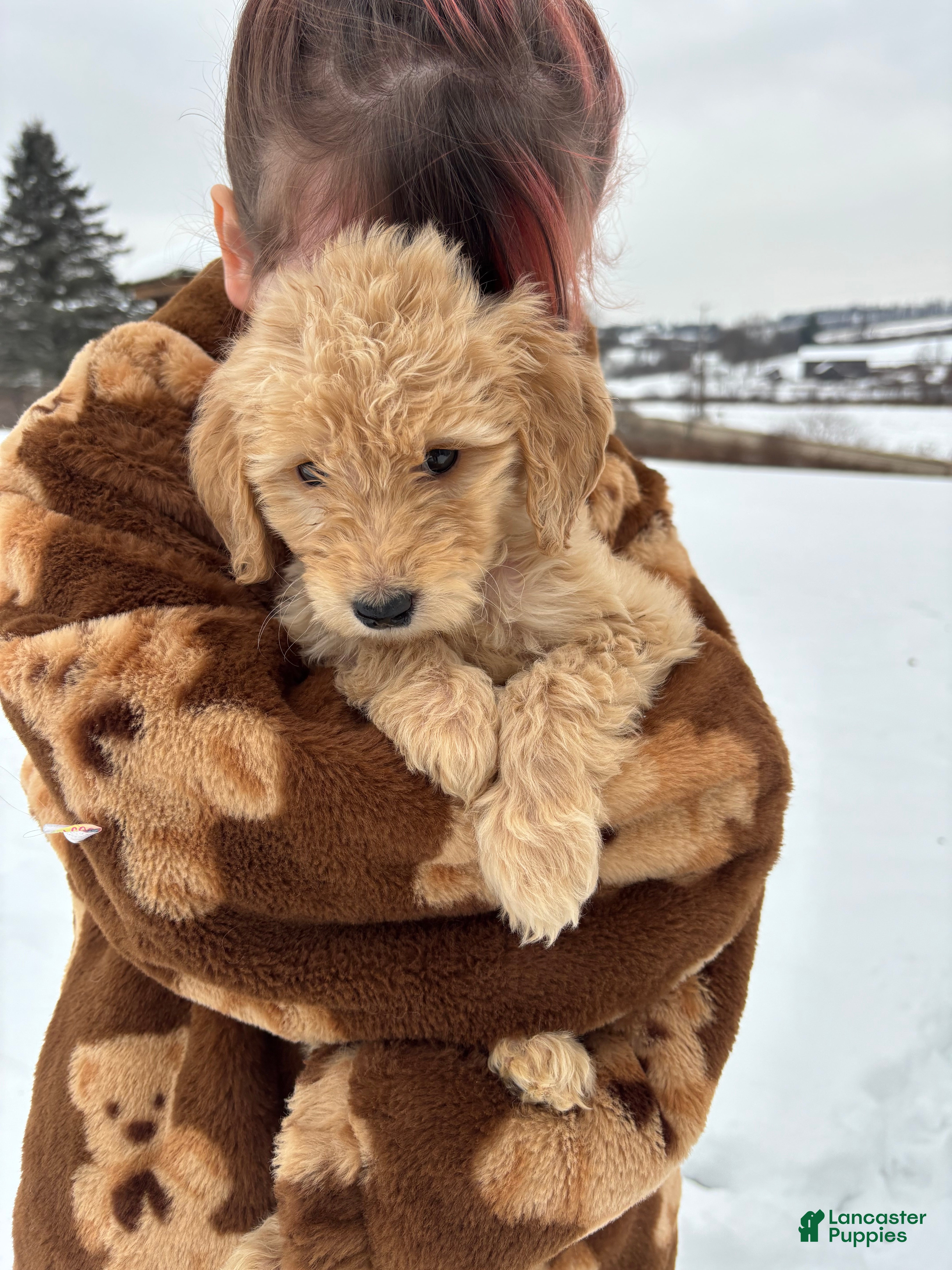 Goldendoodle dogs Hazel - Ad 21