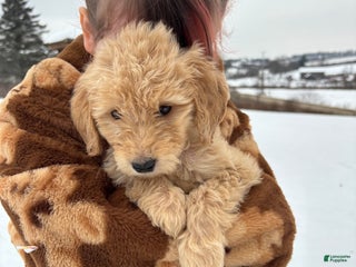 Goldendoodle dogs Hazel - Ad 39