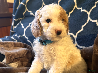 Mixed Breed dogs Cheri- AKC GENETICALLY TESTED PARENTS - Ad 33