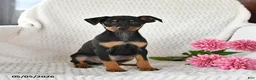 Miniature Pinscher dogs for sale: Tucker - Ad 2