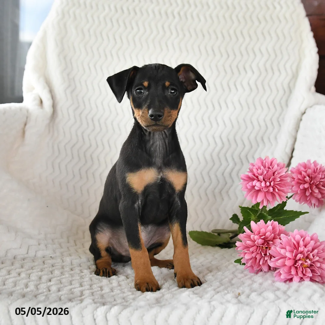 Miniature Pinscher dogs for sale: Tucker - Ad 2