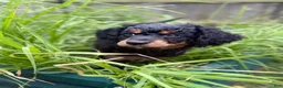 Mixed Breed dogs for sale: Stripe - Ad 1